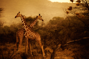 kenia