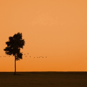 bird3
