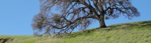 cropped-windhamingcover-1